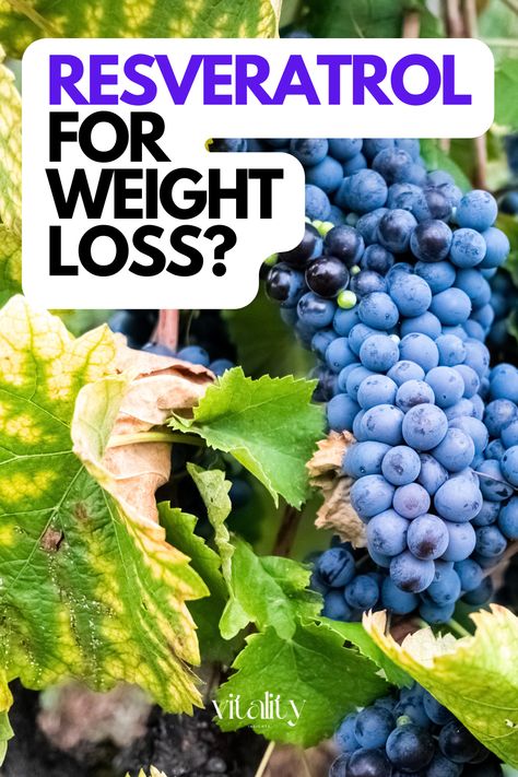 Resveratrol is more than just a buzzword in the health community. This guide explores this intriguing compound in greater detail. Resveratrol Benefits, Leptin And Ghrelin, Acai Fruit, Immune System Boosters, Improve Metabolism, Metabolism Booster, Best Supplements, Weight Reduction, Base Foods