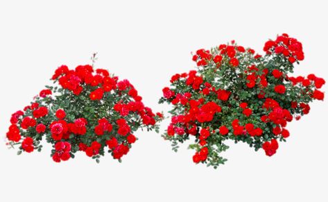 Bushes Png, Tree Wallpaper Living Room, Plants Collage, Photoshop Landscape, Trees Top View, Tree Photoshop, Rose Bushes, Rose Clipart, Diy Christmas Tree Ornaments