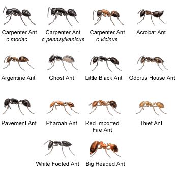 Crawling Animals, Bug Identification, Types Of Ants, Fly Infestation, Ant Bites, Ant Species, Ants In House, Ant Infestation, Rid Of Bed Bugs