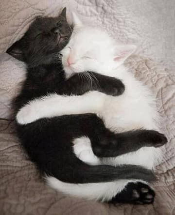 Animals That Have Found Their Other Half Wallpaper Gatos, Cat Couple, Cat Cuddle, White Cats, Cat Sleeping, Cat Aesthetic, Cute Kittens, Pretty Cats, Cute Little Animals