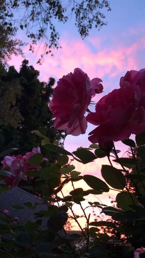 Ftd Flowers, Sunset Rose, Aesthetic Roses, Rosé Aesthetic, Homestead Survival, Lhasa, Rose Wallpaper, Photo Images, Sky Aesthetic