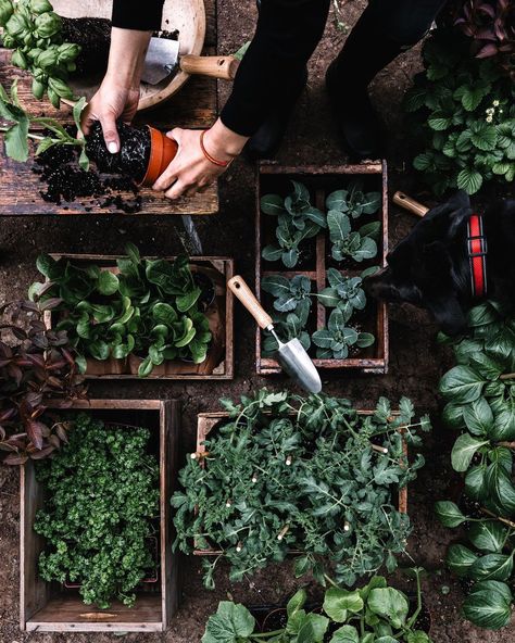 Herb Boxes, Farm Photos, Cottage Plans, Kitchen Plants, Basil Plant, B Roll, Farm Photo, Urban Gardening, Garden Pictures