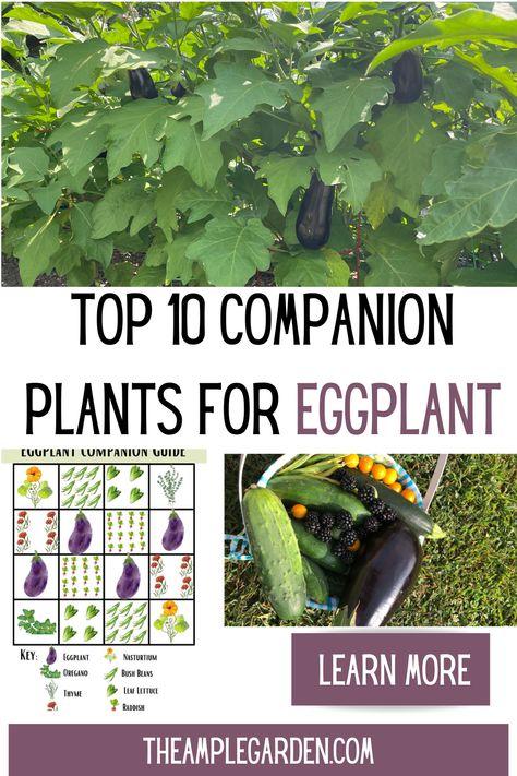 Transform your eggplant garden with the magic of companion planting! Discover the top companion plants that enhance growth, repel pests, and boost yields. From aromatic herbs to colorful blooms, learn how to create a thriving ecosystem for your eggplants. #EggplantGarden #CompanionPlanting #GardeningTips Eggplant Companion Planting, Eggplant Companion Plants, Eggplant Garden, Carrot Companion Plants, Eggplant Plant, Eggplant Seeds, Companion Gardening, Gardening Guide, Lettuce Seeds