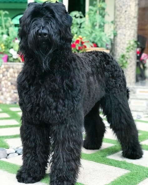 Russian Terrier Black, Black Russian Terrier Grooming, Russian Black Terrier, Russian Dogs, Dog Types, Pet Crates, Russian Terrier, Guard Dog Breeds, Black Russian Terrier