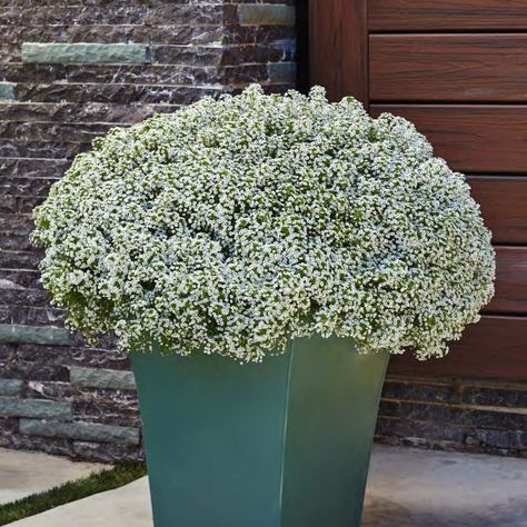 LOBULARIA_WHITE_KNIGHT_SWEET_ALYSSUM_PW_LOBWK_01 Allysum Ground Cover, Allysum In Pots, Sweet Allysum, Proven Winners Perennials, Proven Winners Plants, Sweet Alyssum, Yard Inspiration, Spring Planting, Gardens Flowers