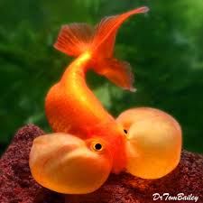 Bubble Eye Goldfish, Fancy Goldfish, Fish Tropical, Weird Fish, One Fish, Pet Fish, Neon Rainbow, Red Bubble, Modern Fantasy