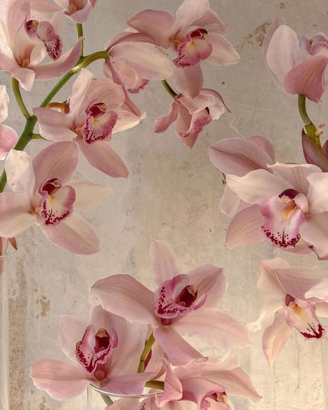 Semper Fidelis — The beauties have been holding up for three weeks... Flowers Icon, Orchid Wallpaper, Semper Fidelis, Pink Aura, Nothing But Flowers, Flower Therapy, Arte Inspo, Aphrodite, Love Flowers