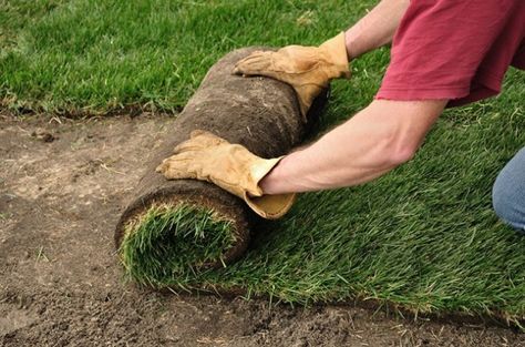 Laying Sod: Shortcut to a Beautiful Lawn Bermuda Sod, How To Lay Sod, Sod Grass, Best Grass Seed, Grass Alternative, Sod Installation, Service Business, Lawn Maintenance, Grass Seed