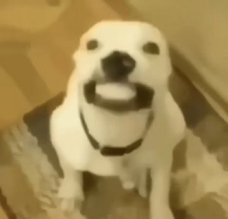 Smiling Dog Reaction Pic, Silly Dog Photos, Cursed Dog Pictures, Dog Reaction Pic, Smiling Dog Meme, Silly Dog Pictures, Dog Silly, Dog Smiling, Smiling Dog