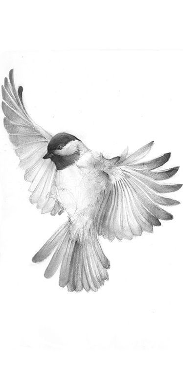 Chickadee Tattoo, Tattoo Birds, Tier Tattoo, Bird Sketch, Bird Flying, 3d Tattoos, Desenho Tattoo, Pencil Art Drawings, Birds Tattoo