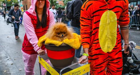 See the winners of the Tompkins Sq. Halloween Canine Parade Check more at https://minneapolisnewspaper.net/see-the-winners-of-the-tompkins-sq-halloween-canine-parade/ Dog Parade, Halloween Dog, Minneapolis Minnesota, Dog Show, Dog Halloween, Local News, Minneapolis, Minnesota, Square