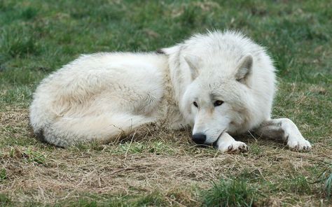 Wolf Lying Down, Wolf Side View, Sleeping Wolf, Wolf Husky, Big Puppies, Arctic Wolf, Wolf Photography, Wolf Photos, Wolf Spirit Animal