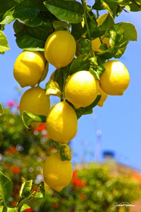 Lemons In A Bowl, Lemons Aesthetic, Lemon Pictures, Lemon Photography, Crete Holiday, Lemon Drops, Lemon Painting, Fruits Images, Fruit Wallpaper