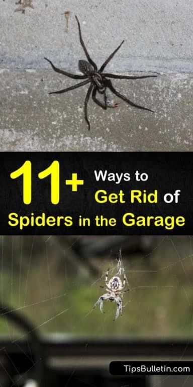 How To Keep Garage Clean, How To Clean A Garage, How To Clean The Garage, How To Keep Bugs Out Of Garage, Garage Cleaning Tips, How To Keep Spiders Out Of Garage, How To Keep Spiders Out Of Your House, Garage Clean Out Tips, Cleaning Garage