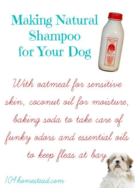 With oatmeal for sensitive skin, coconut oil for moisture, baking soda for funky odors, and essential oils to keep fleas at bay, you'll love this DIY dog shampoo. Natural Shampoo Diy, Diy Dog Shampoo, Homemade Dog Shampoo, Natural Dog Shampoo, Oatmeal Dog Shampoo, Dogs Diy Projects, Coconut Oil For Dogs, Diy Shampoo, Fu Dog