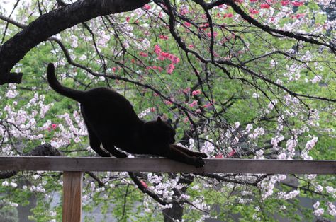 It's Friday the 13th! As Scottish superstition goes, a strange black cat on your porch brings prosperity! Cats Stretching, Friday The 13th Tattoo, Beautiful Black Cats, Cat Stretching, Japanese Cat, Gorgeous Cats, Cat Flowers, The Black Cat, Curious Cat