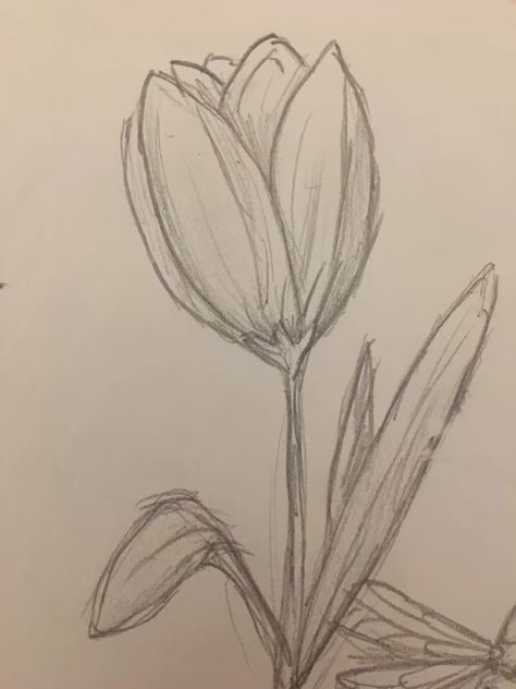 Flowers Tulips Drawing, Tulips Drawing Sketch, Aesthetic Drawings Simple, Flower Drawing Tulip, Sketch Ideas Flowers, Butterfly Drawing Sketches, Tulip Drawings, Draw Tulip, Tulip Sketch