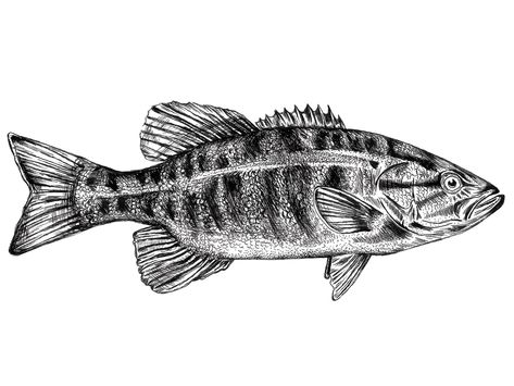 Pen and ink smallmouth bass drawing by Jen Borror Small Mouth Bass Drawing, Smallmouth Bass Tattoo, Small Mouth Bass Tattoo, Large Mouth Bass Tattoo, Bass Tattoo Fish, Bass Fish Drawing, Bass Sketch, Bass Fish Tattoo, Teeny Tattoos