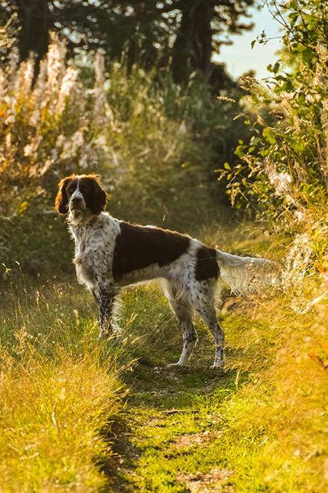 Spaniels Breeds, Munsterlander Dog, French Spaniel, French Brittany Spaniel, Field Springer Spaniel, Hunting Dogs Breeds, Wine Chateau, English Cocker Spaniel Black And Tan, Cocker Spaniel Running