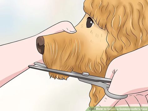 3 Ways to Groom a Goldendoodle's Face - wikiHow Pet Goldendoodle Haircuts, Goldendoodle Grooming, Puppy Shampoo, Dog Grooming Tips, Puppy Cut, Dog Haircuts, Dog Cuts, Grooming Salon, Mini Goldendoodle