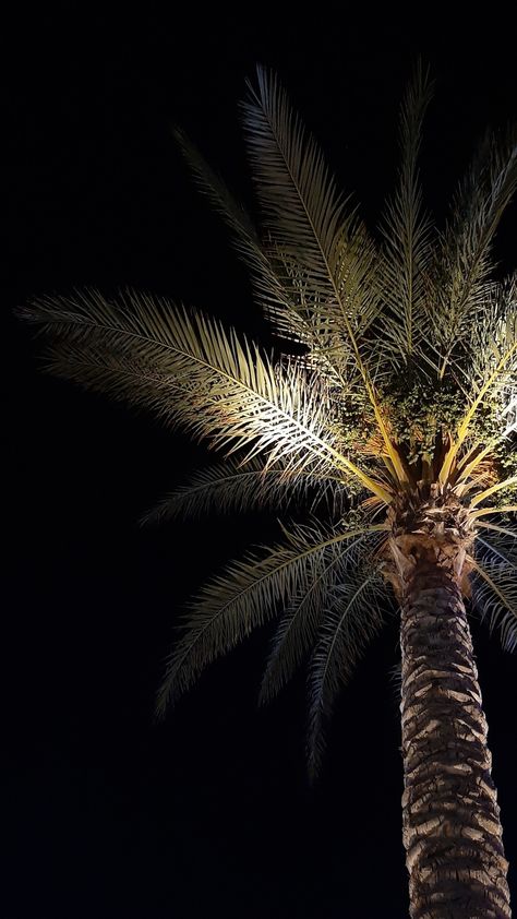 Night time palm tree vibes Night Time Palm Trees, Palm Tree Pics, Tree Snap, Palm Tree Photo, Night Palm, Beach With Palm Trees, Tree Collage, Open Palm, Palm Trees Wallpaper