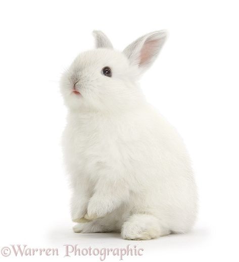 Rabbit Sitting, All About Rabbits, Rabbit White, White Bunnies, Rabbit Photos, Bunny Images, Bunny Tattoos, Amazing Animal Pictures, Palace Pets