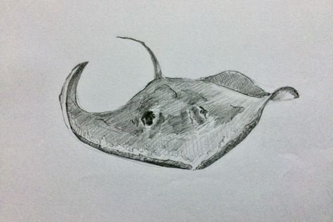 Sting Ray Sketch, Stingray Tattoo, Mama Tattoo, Ray Tattoo, Pencil Shading, Glass Inspiration, Marine Biology, Stingray, Ink Art