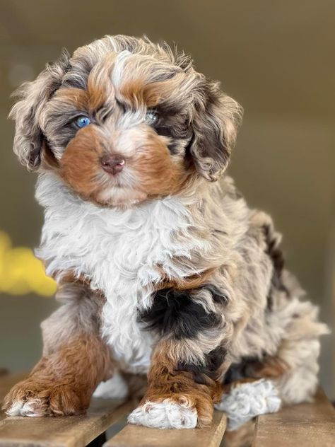 Ausidoodle Puppies, Aussiepoo Puppies, Aussie Poodle, Peekapoo Dog, Toy Aussiedoodle, Aussie Doodle Puppy, Bernadoodle Puppy, Aussie Doodle, Mini Aussiedoodle