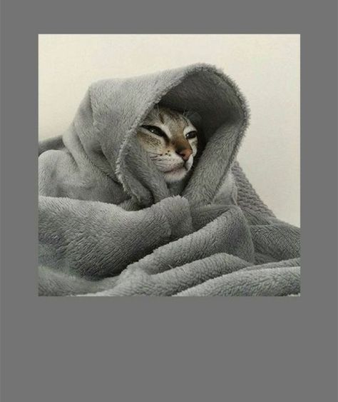 #cat #lazy #meevryday Lazy Cat Aesthetic, Cute Burrito, Burrito Blanket, Lazy Cat, Cat Meme, Cat Aesthetic, Cat Wallpaper, Animal Art, Greeting Card