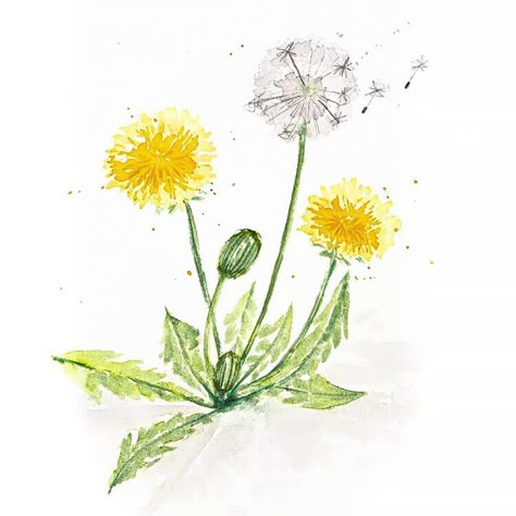 Get inspired by these watercolor dandelion paintings. With spring coming to an end and summer being just a couple of weeks away, this is the perfect time of year to get inspired by nature. This makes a great watercolor flower painting idea. Draw A Dandelion, Dandelion Drawing Easy, Danlion Flower Drawing, Dandilines Flower Drawing, Dandelion Illustration Simple, Spring Time Drawings, Paintings Of Dandelions, Dandelion Cartoon, Watercolor Dandelions