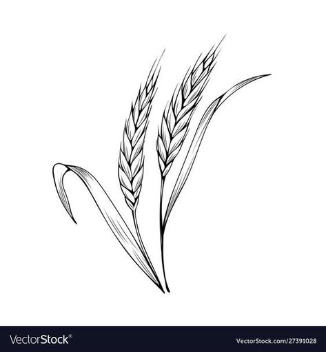 Wheat Illustration, Wheat Drawing, Wheat Tattoo, Monochrome Drawing, Hummingbird Tattoo, Hand Drawn Vector Illustrations, Girly Tattoos, Bakery Shop, Hand Drawn Vector