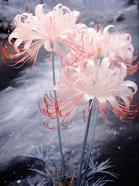 White Spider Lily, Spider Lillies, Red Spider Lily, Spider Lily, Lilly Flower, White Spider, Nothing But Flowers, Hanging Flowers, Clay Flowers