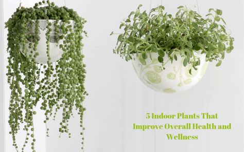 5 Indoor Plants That Improve Overall Health and Wellness Most of us are always looking for new (and old) methods to help keep us healthy. What many of us don’t realize, however, is that there are even healthy plants that we can keep in our homes that will benefit our overall wellness. The trick is... Read More » The post 5 Indoor Plants That Improve Overall Health and Wellness appeared first on . Hanging Flowering Plants, Best Indoor Hanging Plants, Shamrock Plant, Hanging Plants Outdoor, Hanging Plants Diy, String Of Pearls Plant, Plants Outdoor, Hanging Plants Indoor, Hanging Vines