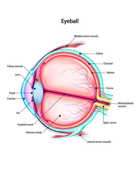 Eyeball Diagram, Reflexology Foot Chart, Reflexology Chart, Eye Chart, Video Game Posters, Free Life, Study Guide, Star Print, Color Chart