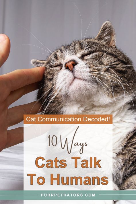 Unlock the feline language and learn how to understand their subtle hints! 🐱 Discover the 10 ways your little purr machine communicates with humans in our guide: 'Cat Communication Decoded! 10 Ways Cats Talk To Humans | Purrpetrators'. It's time to start understanding those silent meows and winks! 😽 Cat Communication, Spoiled Cats, Cat Language, Cat Cuddle, Cat Talk, Cat Hacks, Cat Info, Cat Care Tips, Cat Training