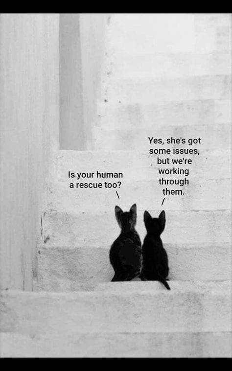 Is your human a rescue too? | r/wholesomememes | Wholesome Memes | Know Your Meme Katt Grejer, Söt Katt, Two Cats, Cat Quotes, Two Dogs, Black Cats, Crazy Cat Lady, Cute Funny Animals, Animals Friends