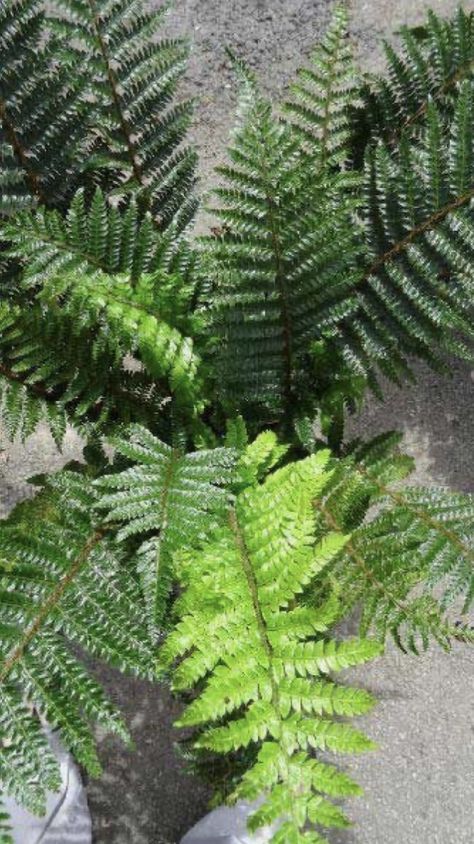 Polystichum Polyblepharum, Japanese Tassel, Tassel Fern, Garden Bonsai Tree, Evergreen Ferns, Japanese Garden Landscape, Ferns Garden, Japanese Tea Garden, Woodland Plants