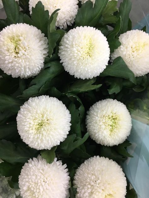 chrysanthum pom pom White Pom Pom Flower, Pom Pom Chrysanthemum Flower, Washington Gardening, Pom Pom Chrysanthemum, Pom Pom Flowers, Prairie Garden, Flower Varieties, Wedding Color Scheme, Florist Shop