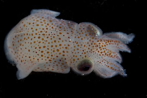 Cute Squid, Baby Squid, Cool Fish, Deep Sea Creatures, Bio Art, Underwater Creatures, Animal Facts, Creature Feature, Marine Animals