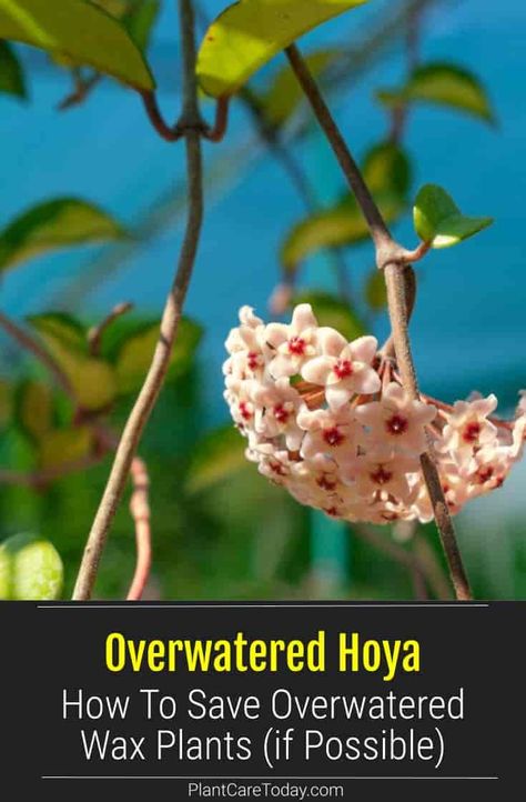 Hoya wax plants do not like wet feet from overwatering. Learn how to tell if your hoya plant is overwatered and how to save it. Wax Plants, Patio Gardening, Hoya Plant, Houseplant Care, Growing Plants Indoors, House Plant Care, Photosynthesis, Aquatic Plants, Potting Soil