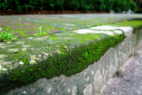 #bush #concrete #grass #green #moss #sidewalk #street #wet Moss On Concrete, Grow Moss, Moss Graffiti, Types Of Moss, Growing Moss, Concrete Stepping Stones, Plant Problems, Covered Garden, Container Gardening Vegetables