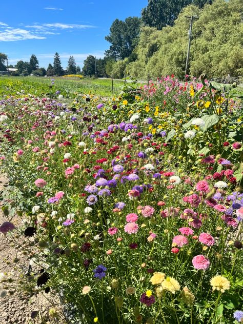 Northlawn Flower Farm, Corn Flowers, Flower Farms, Bouquet Garden, Farm Flowers, Duck Farming, Farm Pond, Flower Board, Flower Farming