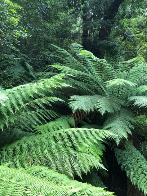 Fern Aesthetic, 30 Day Art Challenge, Fern Forest, Random Aesthetics, Fern Plant, Art Challenge, In The Forest, Art Project, The Forest