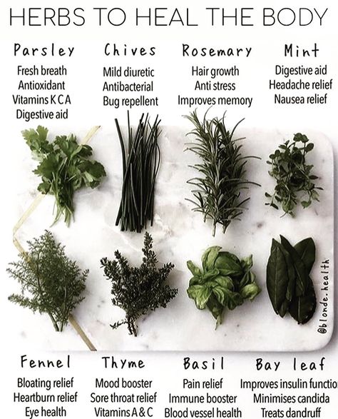 All of these gems can be use in tea, seasoning, aroma therapy and juicing. #plantbased #foodismedicine #healthylife #healthy #naturallife… Magia Das Ervas, Magic Herbs, Aroma Therapy, Herbal Apothecary, Herbal Healing, Herbal Magic, Herbs For Health, Natural Health Remedies, Healing Herbs