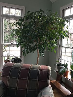 Ficus Tree Outdoor, Ficus Tree Care, Ficus Tree Indoor, Weeping Fig Tree, Indoor Tree Plants, Fig Tree Plant, Big Indoor Plants, Weeping Fig, Ficus Benjamina