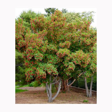 Amur Maple Tree, Hot Wings Maple Tree, Acer Tataricum, Amur Maple, Suburban Backyard, Fall Color Trees, Small Trees For Garden, Colorado Blue Spruce, Trees For Front Yard