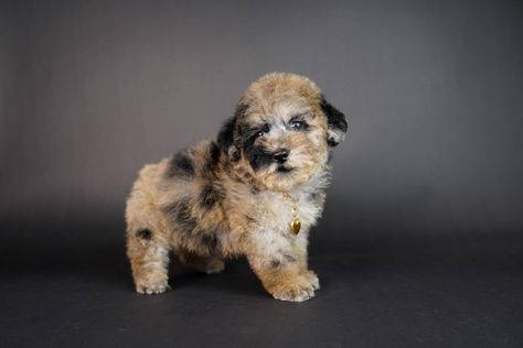 I know you’ll love him because he’s irresistible! Meet Bailey, an AKC Blue Merle Toy Poodle. Yes, he has a brown tinge to him which gives him a little sable spunk! #toypoodle #poodle #puppyoftheday #photography #photooftheday #merlepoodle #xdesignerbreeds #xpurebreds #caninecurator #dallas #texas #bluemerle #akcpoodle Blue Merle, Toy Poodle, Poodle Dog, Dallas Texas, Love Him, Dallas, I Know, Texas, Toys