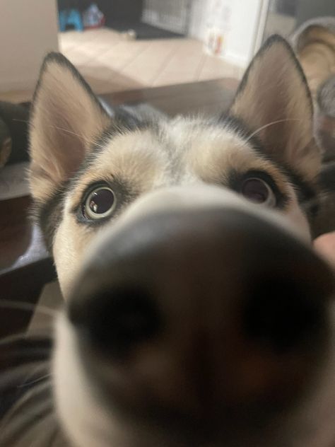 Dog Sniffing Camera, Dog Sniffing, Funny Dog Pictures, Dog Pictures, Funny Dogs, Husky, Cute Drawings, Dogs, Drawings