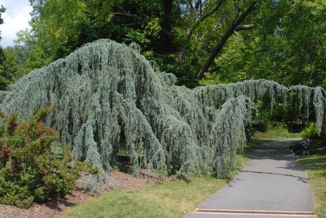 Weeping Blue Atlas Cedar, Lebanon Cedar, Blue Atlas Cedar, Cedrus Atlantica, Atlas Cedar, Privacy Trees, Berry Bushes, Mountain Laurel, Foundation Planting