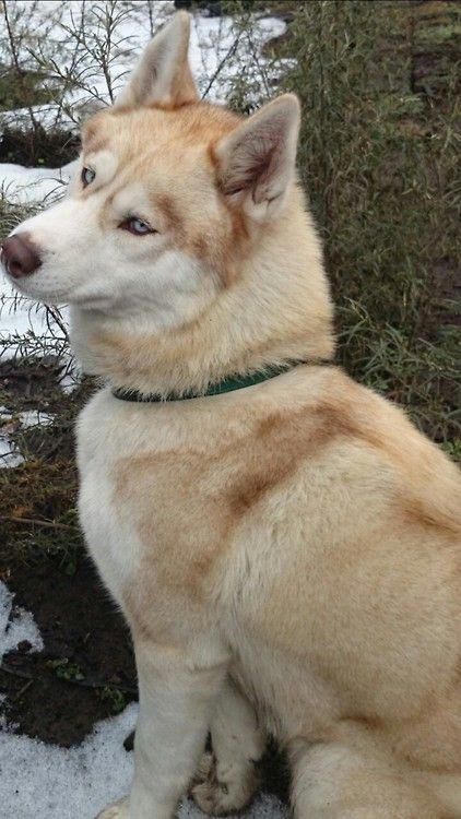 Red Husky, Strawberry Blond, Husky Funny, Cute Husky, Husky Lover, Siberian Husky Dog, Puppy Paws, Snow Dogs, Husky Puppy